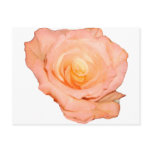 PeachRose copy postcards