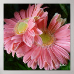 Peachy Pink Daisies Print
