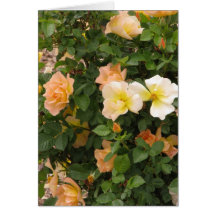 Peachy Roses Greeting Card