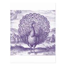 Peacock, a vintage engraving postcards