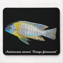 Peacock (Aulonocara) mousepad