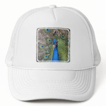 Peacock Baseball Hat