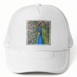 Peacock Baseball Hat