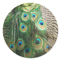 Peacock Beauty - stickers