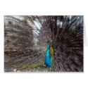 peacock big feathers cards
