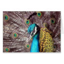peacock bird face cards
