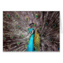 peacock bird feathers cards