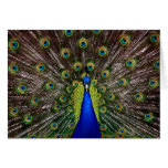 Peacock Blank Cards