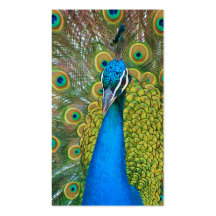 Peacock Blue Head with and Colourful Tail Feathers Business Card