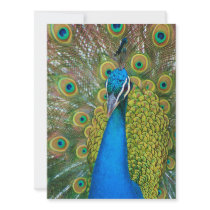 Peacock Blue Head with and Colourful Tail Feathers
