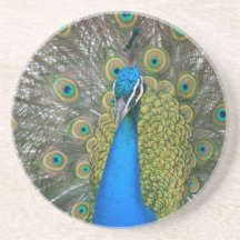 Peacock Blue Head with and Tail Feathers Beverage Coasters