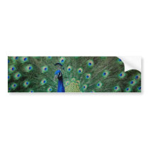 Peacock, bumper sticker