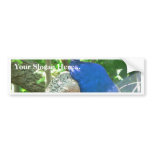 Peacock Bumper Stickers