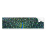 Peacock, bumper sticker bumper stickers