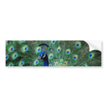 Peacock, bumper sticker