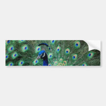 Peacock, bumper sticker