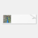 Peacock Bumper Stickers
