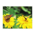 Peacock butterflies - Postcard