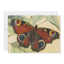 Peacock Butterfly