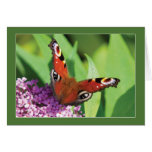 Peacock Butterfly on Buddleia Blank Greeting Card