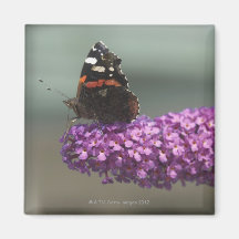 Peacock butterfly on flower fridge magnet
