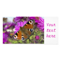 Peacock Butterfly