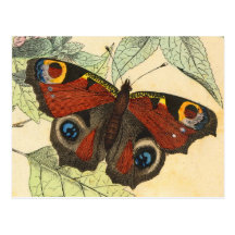 Peacock Butterfly Post Card