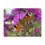 Peacock Butterfly
