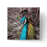 peacock buttons