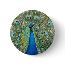 Peacock Button