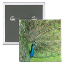 Peacock Button