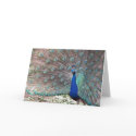 Peacock cards