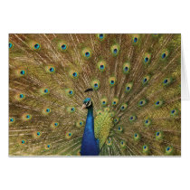 peacock greeting cards