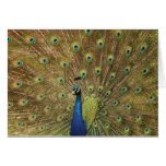 peacock cards