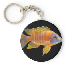 Peacock Cichlid