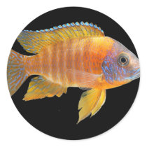 Peacock Cichlid