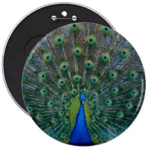 Peacock, colossal button