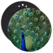 Peacock, colossal button