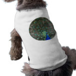 Peacock pet clothing