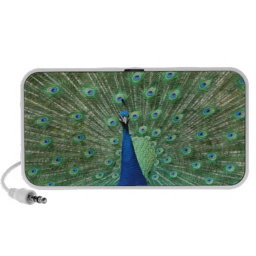 Peacock Doodle Speaker