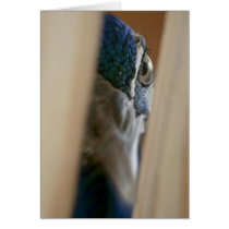 Peacock eye through wooden gate slats