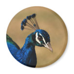 Peacock face - customisable magnet template