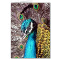 peacock face up cards