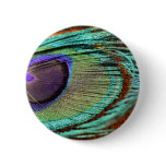 Peacock feather against flower