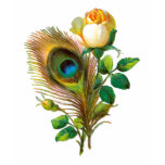 Peacock Feather and Rose t-shirts