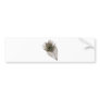 Peacock feather bumper stickers