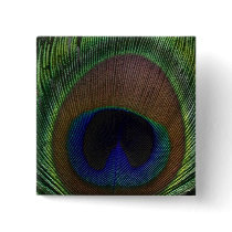 Peacock Feather
