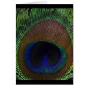 Peacock Feather cards