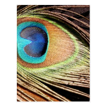 Peacock Feather Designs Postcard