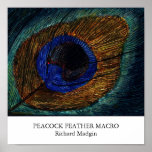 Peacock Feather Macro Poster